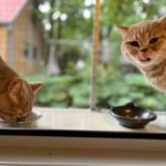 Britse Kortharen bij In2Cats